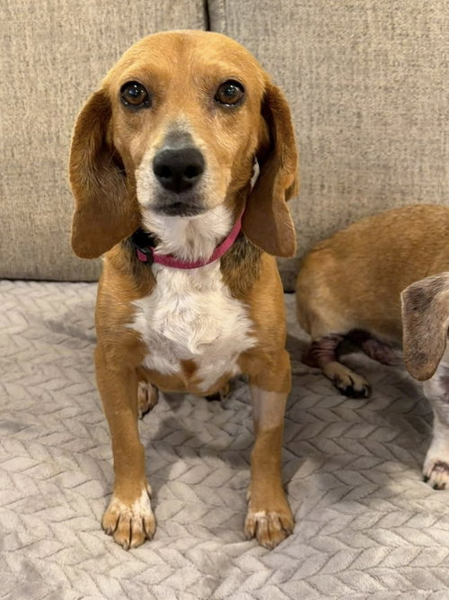 picture of the dog needing adoption