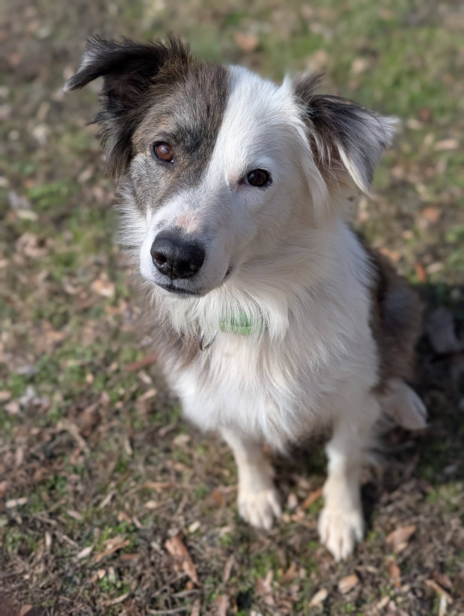 Ember Image