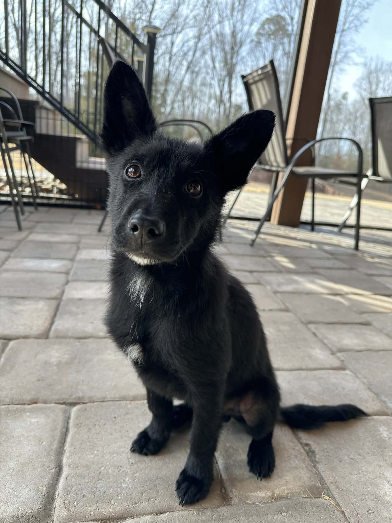 Wolfie Image