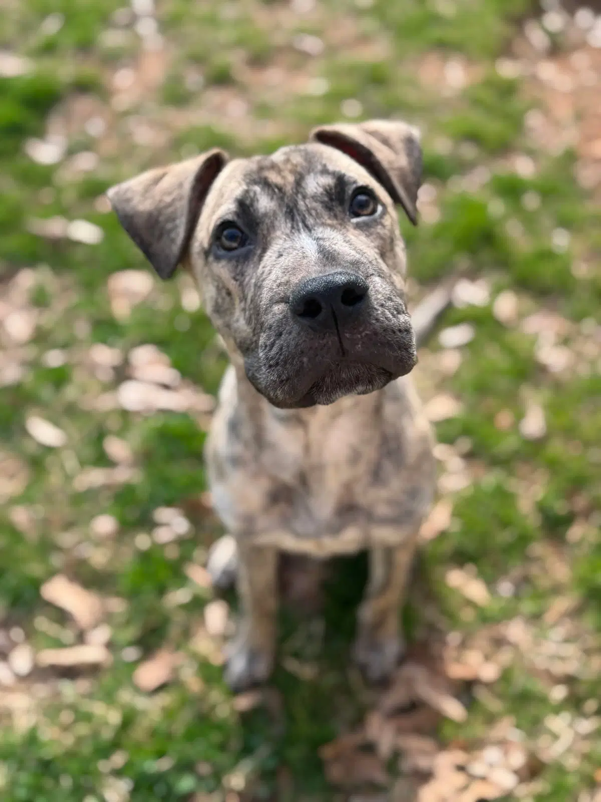Domingo - Terrier