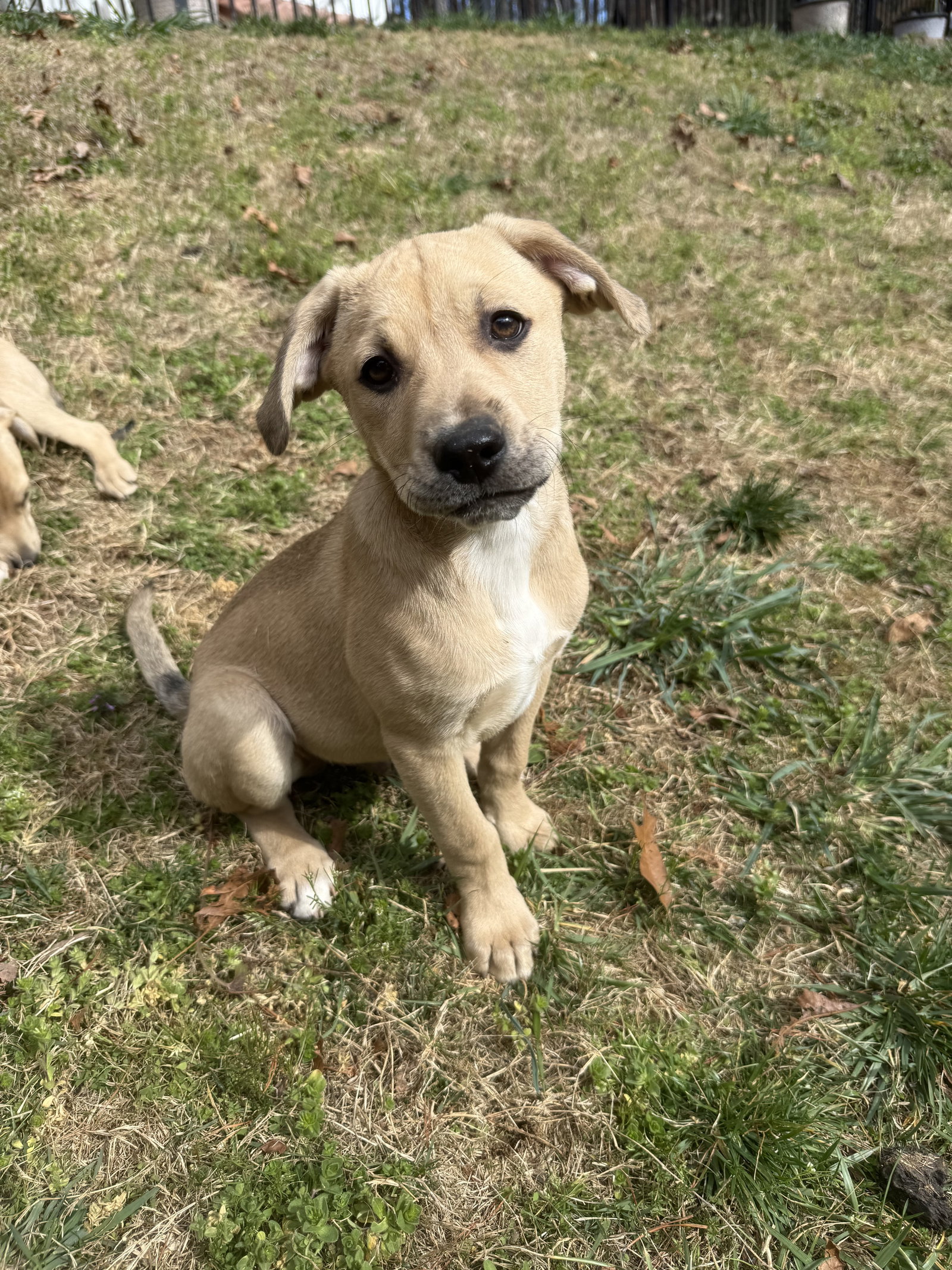 Koda