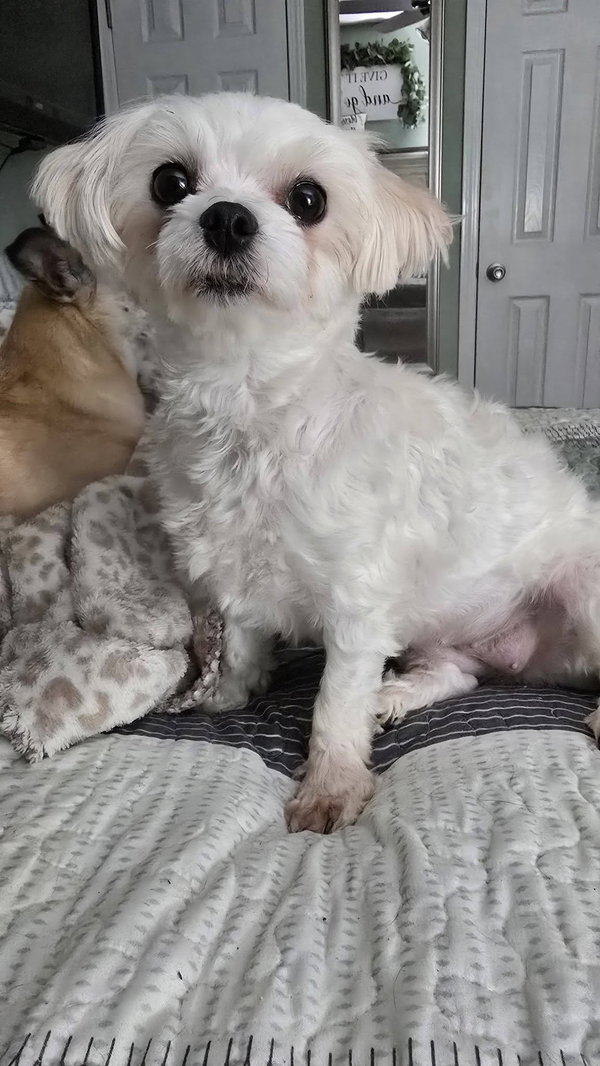 Muffy