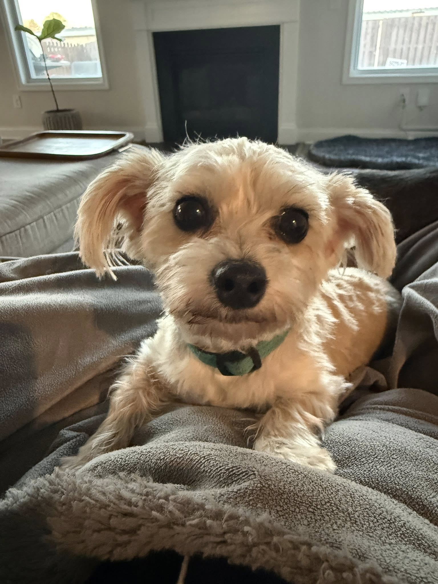Teddy