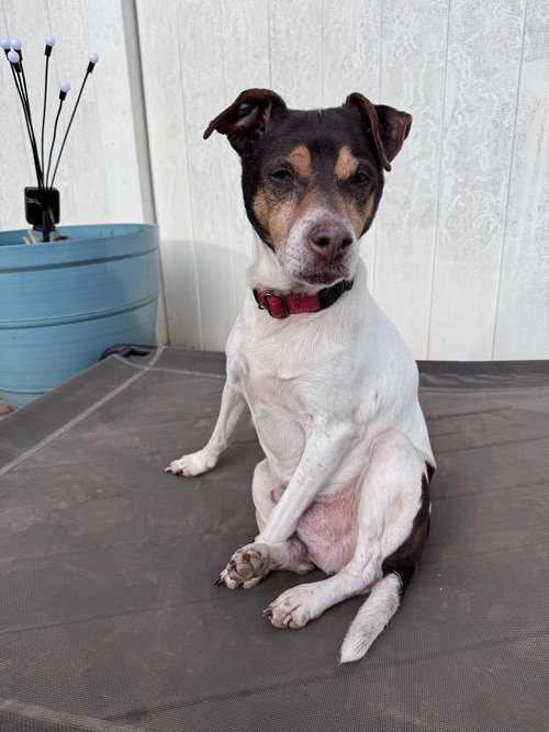 Woodford, an adoptable Rat Terrier in Greenville, SC