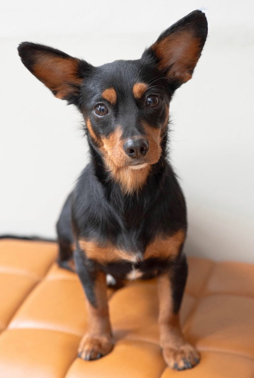 Whitney, an adoptable Dachshund in Greenville, SC