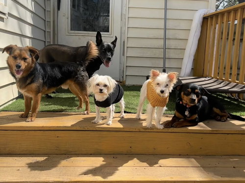 CHANTILLY - Yorkshire Terrier Yorkie available for adoption