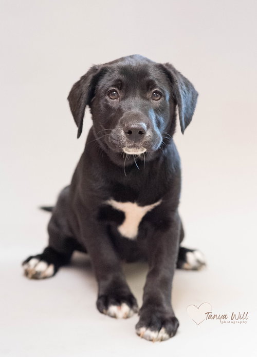 Blue Raspberry, an adoptable Labrador Retriever in Greenville, SC