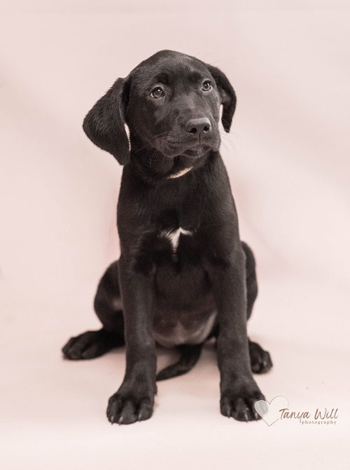 Strawberry, an adoptable Labrador Retriever in Greenville, SC