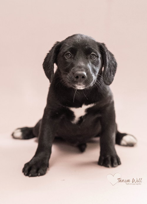 Cherry, an adoptable Labrador Retriever in Greenville, SC