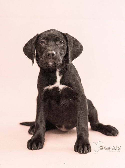 Mango, an adoptable Labrador Retriever in Greenville, SC
