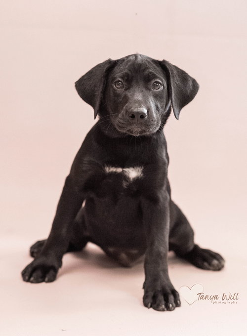 Lemon, an adoptable Labrador Retriever in Greenville, SC