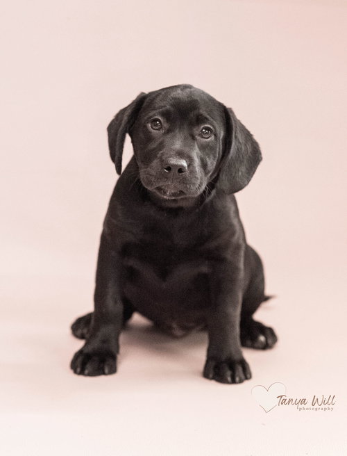 Sweet Pea, an adoptable Labrador Retriever in Greenville, SC