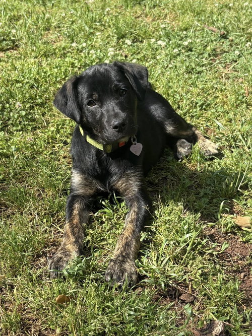 Trappe, an adoptable Shepherd in Greenville, SC