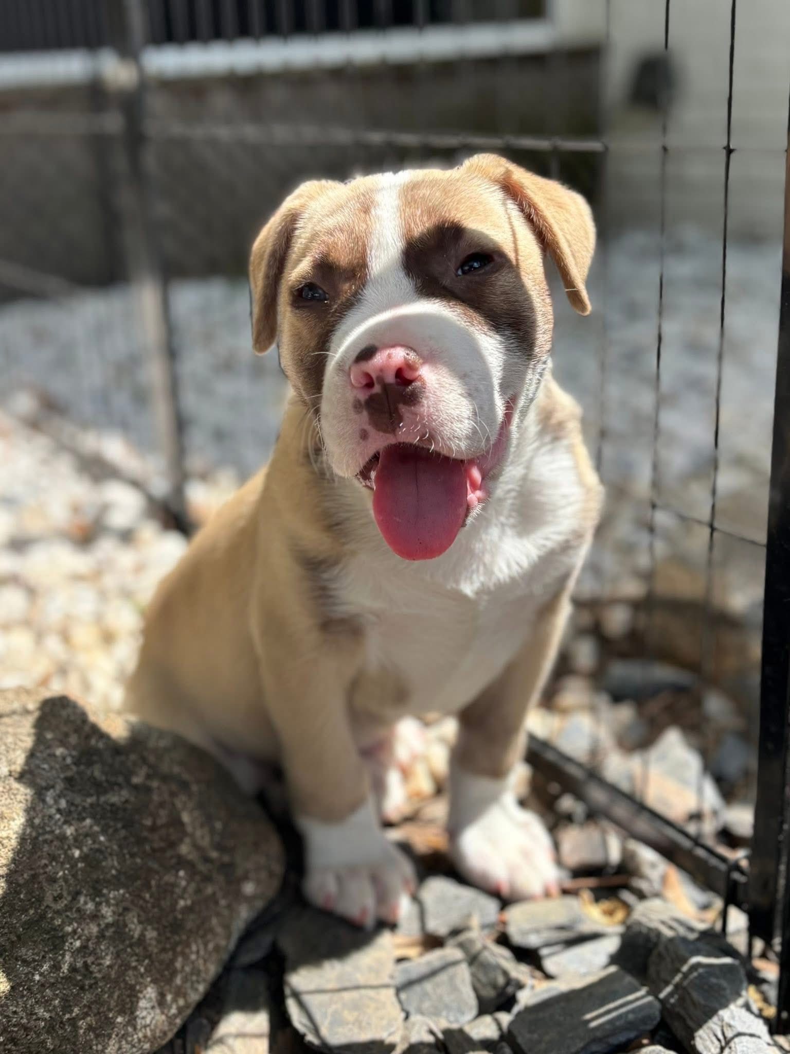 Knox