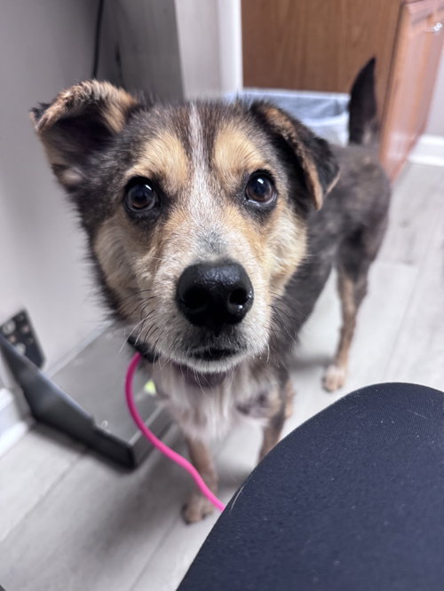 Stax Omega, an adoptable Shepherd in Greenville, SC