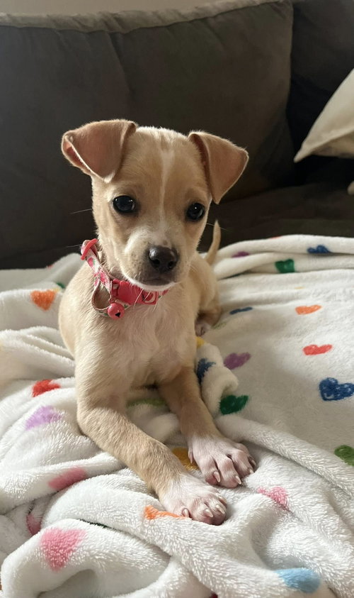 Butters, an adoptable Chihuahua in Greenville, SC