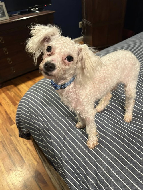 Wesley, an adoptable Poodle in Greenville, SC