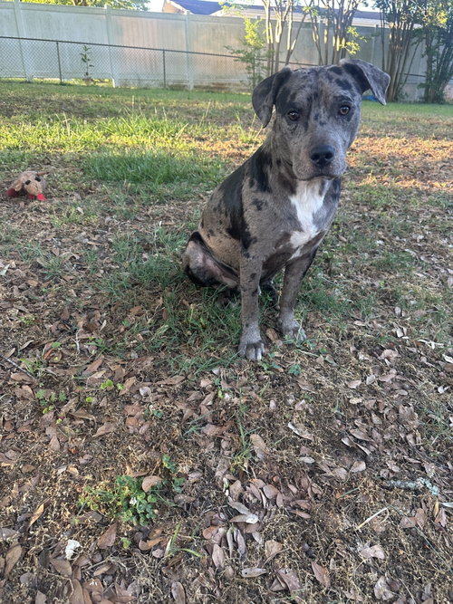 Bauer, an adoptable Terrier in Greenville, SC