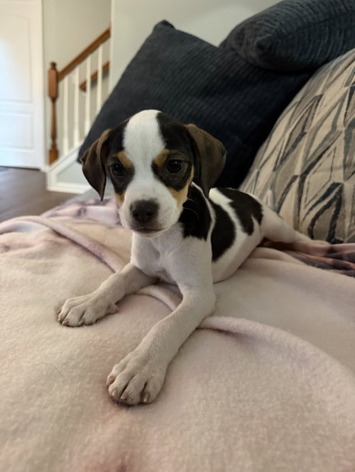 Airy, an adoptable Unknown breed in Greenville, SC