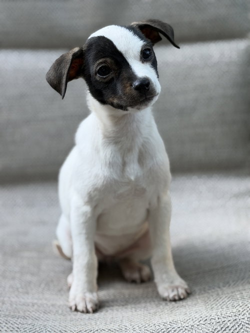 Pipet, an adoptable Chihuahua in Greenville, SC