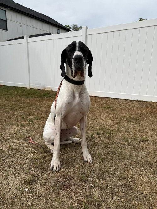 Nebula, an adoptable Great Dane in Greenville, SC