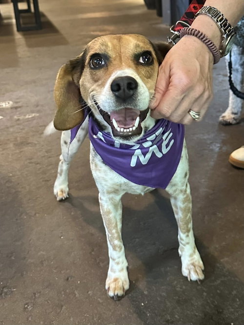 Sammie, an adoptable Beagle in Greenville, SC
