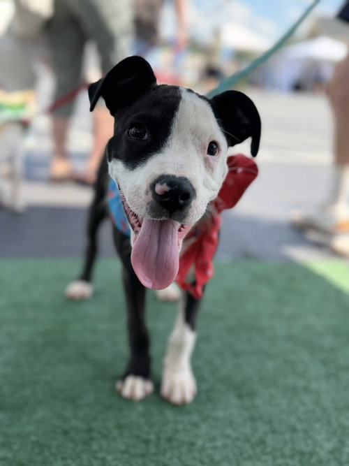 Livvy Lou, an adoptable Terrier in Greenville, SC