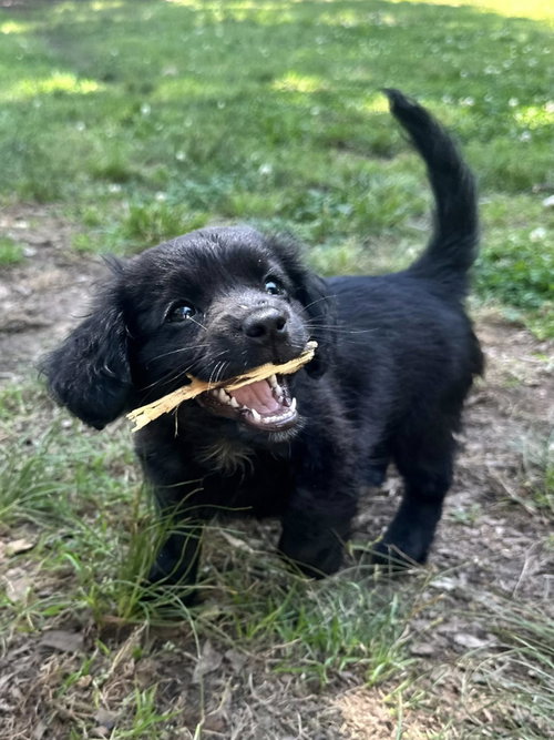 Becky, an adoptable Terrier in Greenville, SC