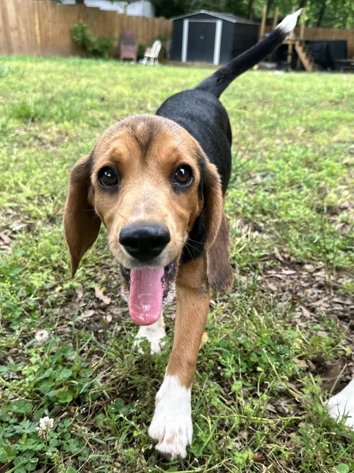 April, an adoptable Beagle in Greenville, SC