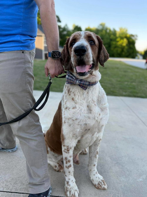 Beethoven, an adoptable Poodle in Greenville, SC