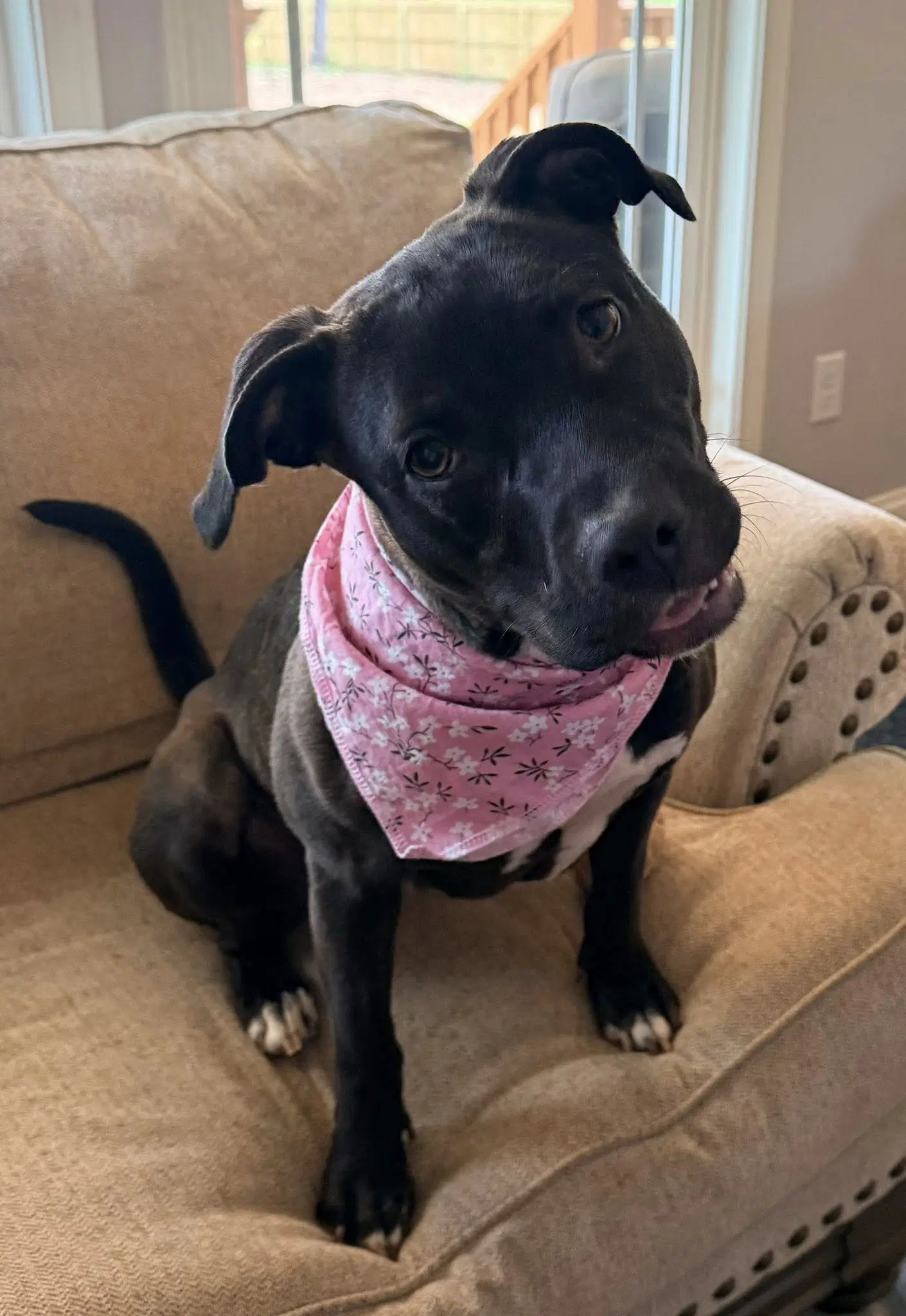 Roo - Terrier