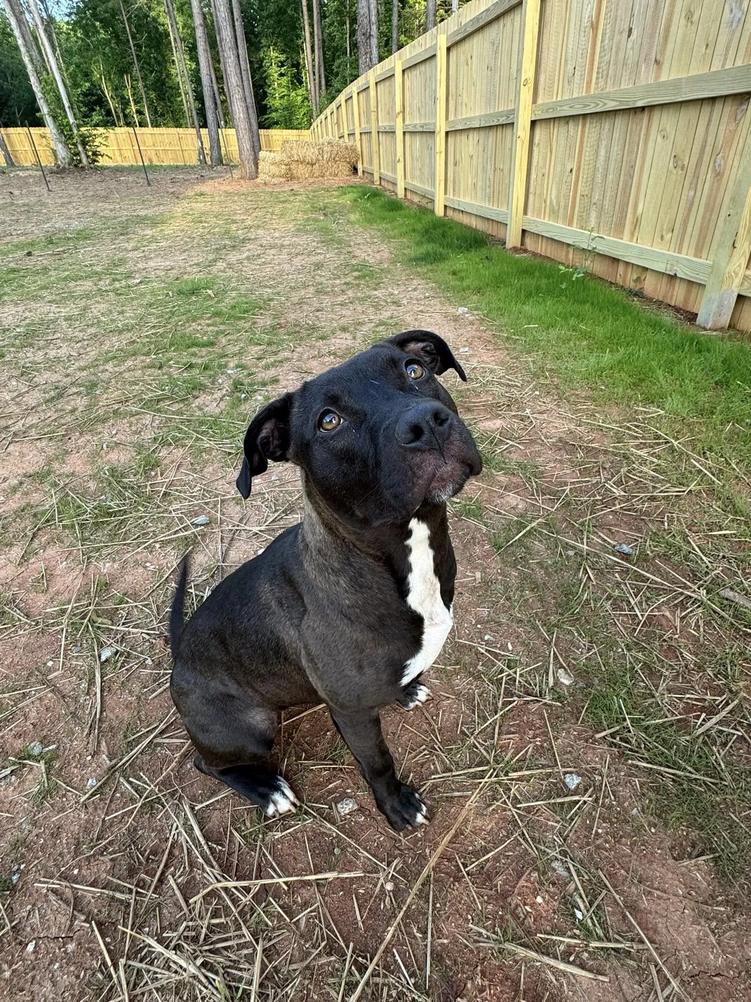 Roo image 2