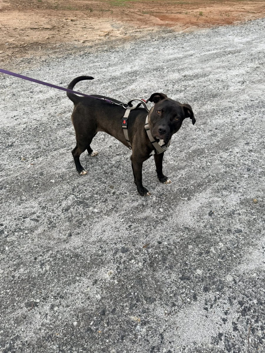 Roo
