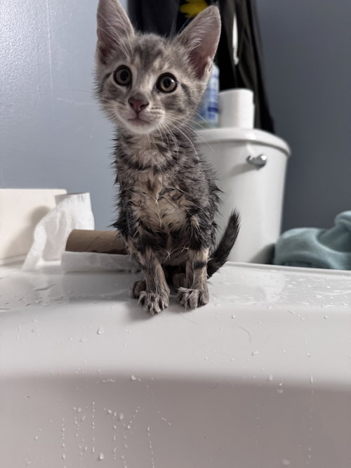 Mr. Business, an adoptable American Shorthair in Greenville, SC