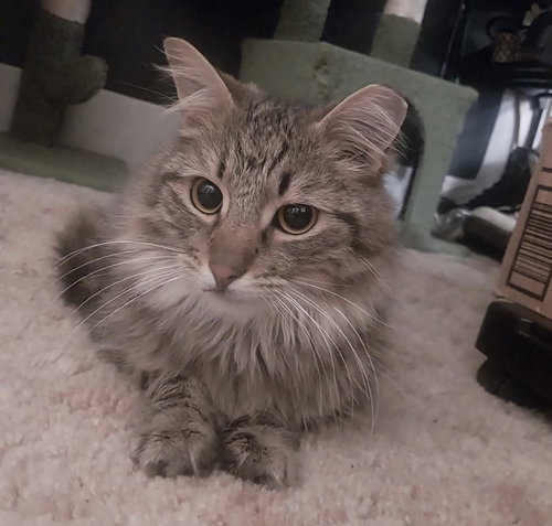 Baker, an adoptable Domestic Long Hair in Greenville, SC
