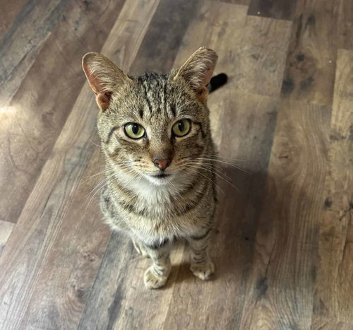 Tucker Kitty, an adoptable American Shorthair in Greenville, SC