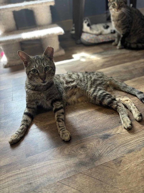 Photo 2 of Tucker Kitty