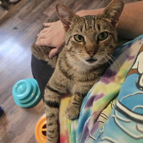 Photo 4 of Tucker Kitty