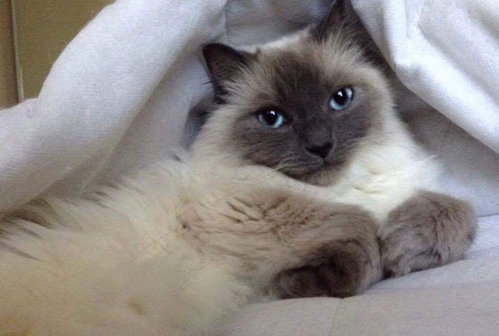 Enigma, an adoptable Siamese in Greenville, SC