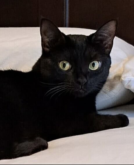 Josie, an adoptable American Shorthair in Greenville, SC