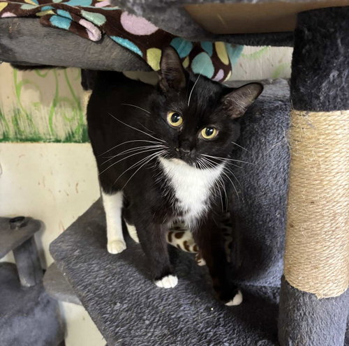 Violet, an adoptable American Shorthair in Greenville, SC