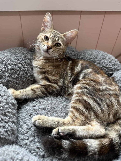 Twinkle, an adoptable American Shorthair in Greenville, SC