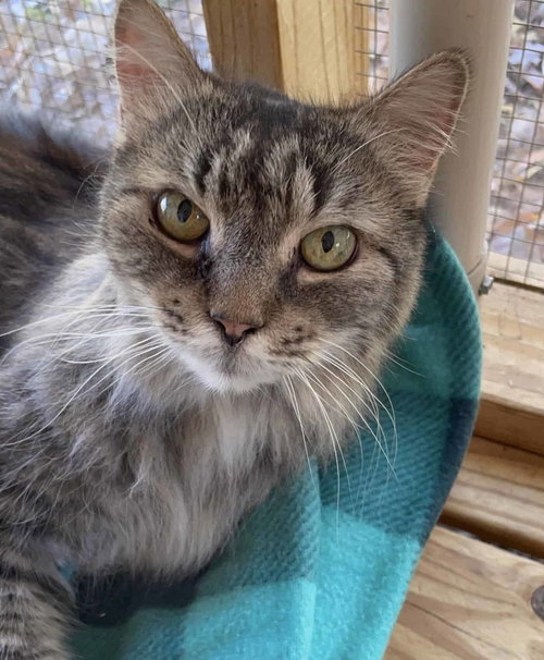 Misha, an adoptable Domestic Long Hair in Greenville, SC