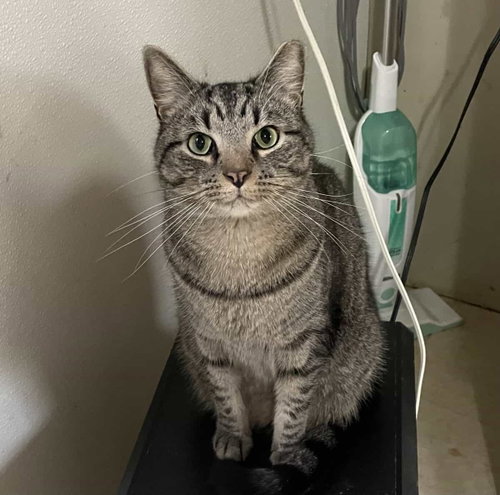 Ollie, an adoptable American Shorthair in Greenville, SC