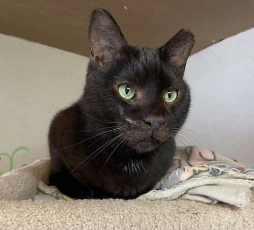 Mr. Pumpkin, an adoptable American Shorthair in Greenville, SC