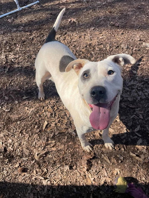 Panda, an adoptable Terrier in Greenville, SC