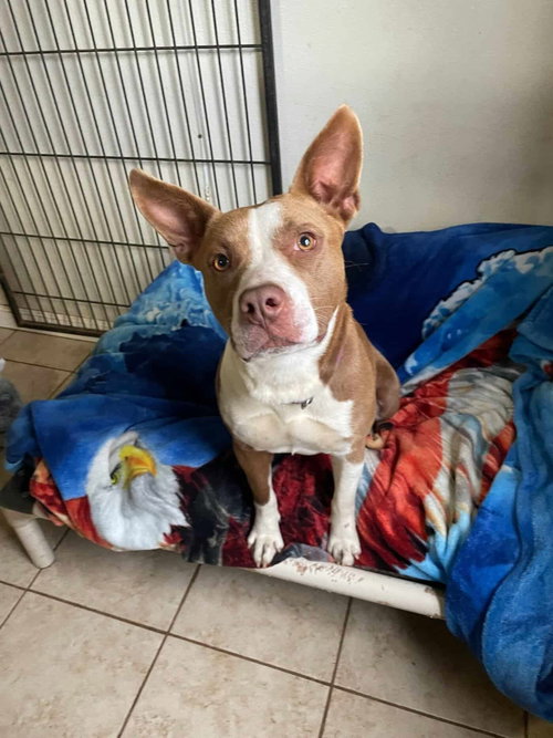 Nyla, an adoptable Terrier in Greenville, SC