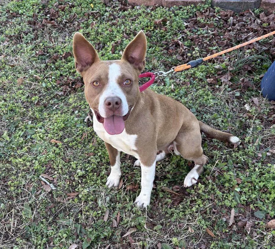 Nyla