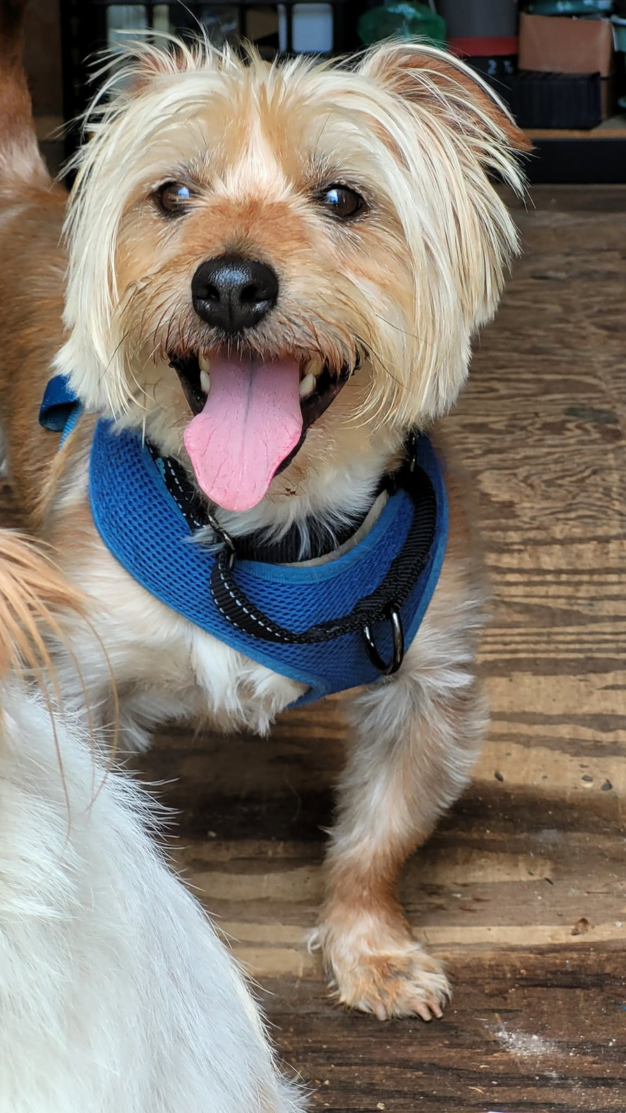 Winston