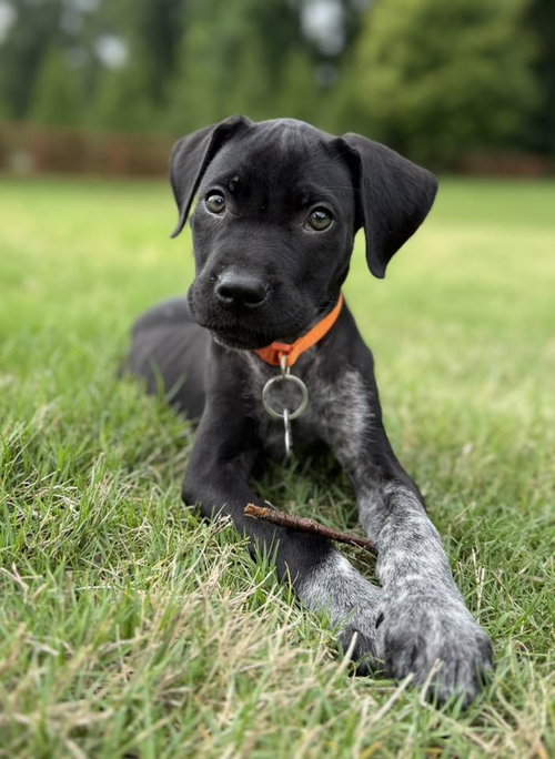 Mallard, an adoptable German Shorthaired Pointer in Greenville, SC